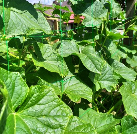 Nets for hanging vines and cucumbers