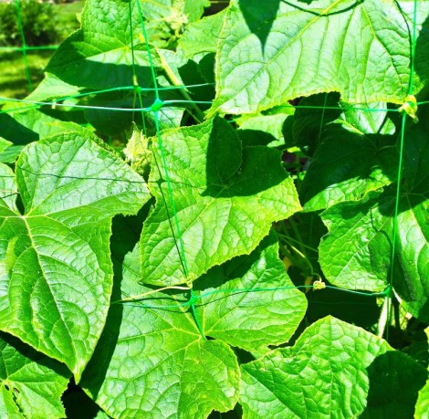 Nets for hanging vines and cucumbers