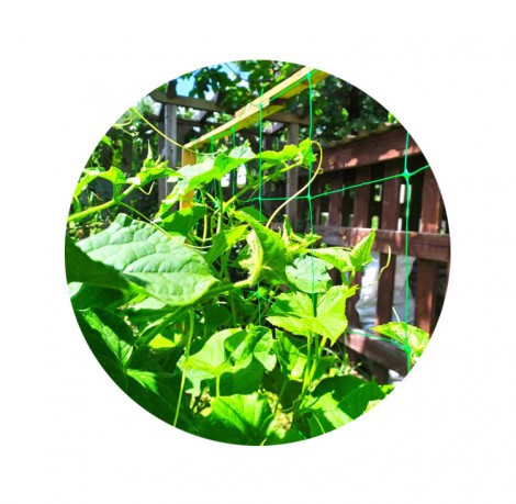 Nets for hanging vines and cucumbers