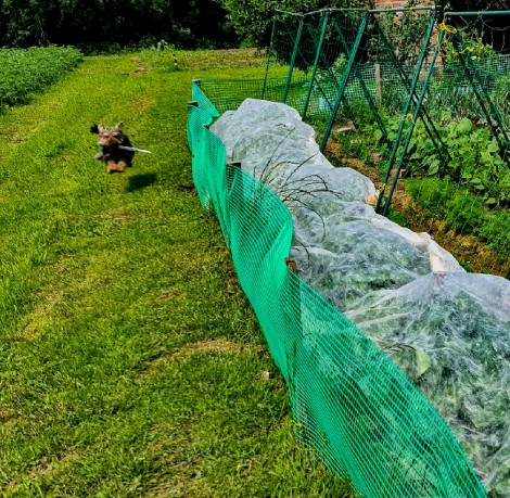 Mesh for fences, for flowerbeds